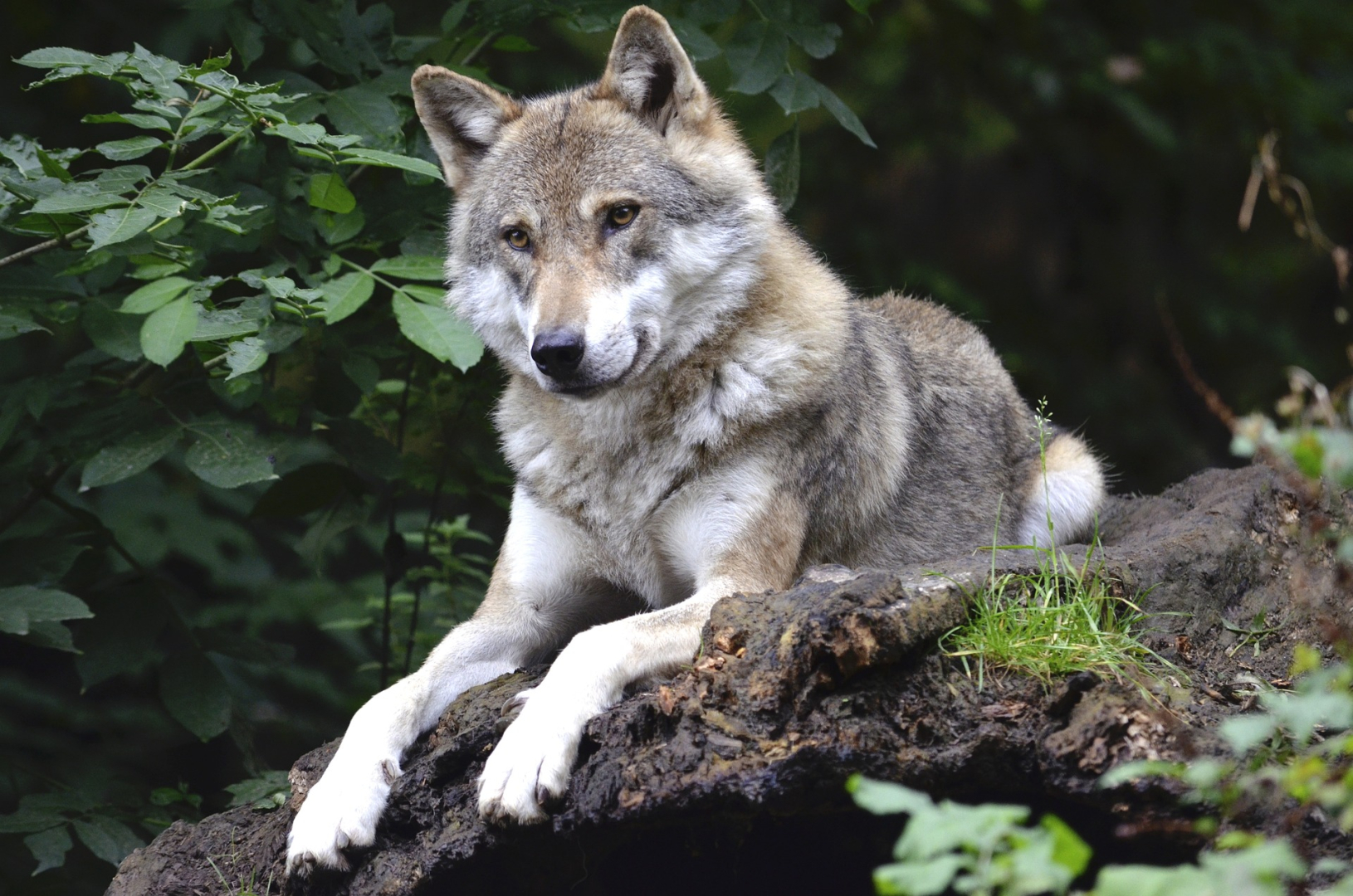 Wildhut erlegt Wolf im St.Galler Taminatal